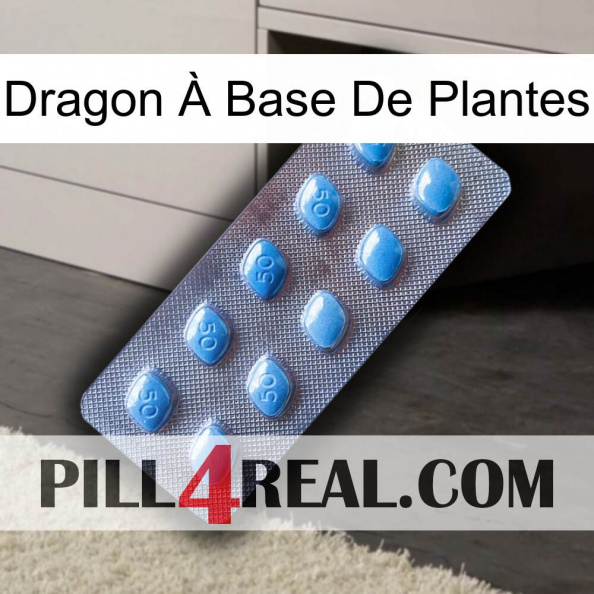Dragon À Base De Plantes viagra3